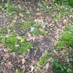 Oxalis exilis Hoja