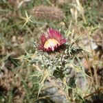 Carlina lanata Fiore