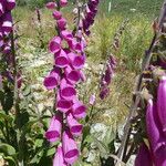 Digitalis purpurea Fleur