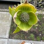 Cornus nuttallii 花