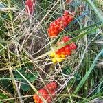 Arum italicumFlower