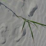 Phragmites karka Feuille