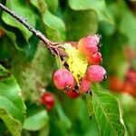 Malus baccata Fruit