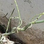 Equisetum ramosissimum ഇല