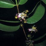 Mouriri guianensis Flower