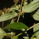 Tibouchina longifolia Φύλλο