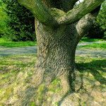 Quercus robur Ekosanga