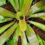 Neoregelia spectabilis Leaf