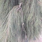 Casuarina equisetifolia Лист