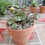 Sedum spurium Blad