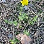 Ranunculus millefoliatus Habit