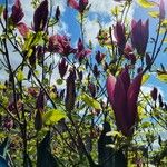 Magnolia liliiflora Hábito