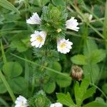 Euphrasia officinalisBlomst