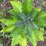 Carduus clavulatus Hoja