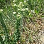 Lepidium heterophyllum Feuille