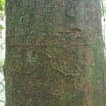 Eperua falcata Bark