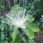 Capparis flexuosa Květ