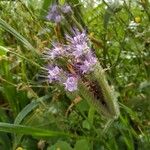 Phacelia tanacetifoliaFiore