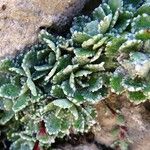 Saxifraga paniculata Blad