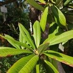 Rhododendron arboreum Листок