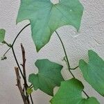Sechium edule Φύλλο