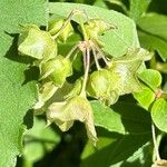 Mirabilis nyctaginea Flower