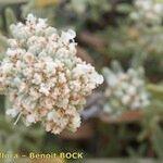 Teucrium dunense Flower