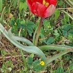 Tulipa orphanidea Лист