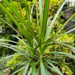 Dracaena reflexaFolha