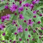 Vernonia baldwinii Цвят