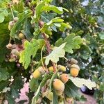 Quercus robur Плод