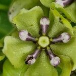 Asclepias viridis Květ