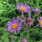 Symphyotrichum novae-angliae Kwiat