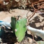 Hylocereus trigonus Blad