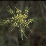 Lomatium dasycarpum Цвят