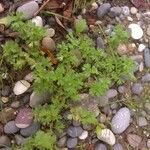 Alchemilla arvensis Habit