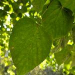 Tilia × europaea Folha