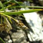 Carex capillaris Blomst