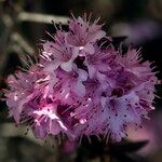 Rhododendron pubescens Flor