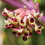 Hosackia crassifolia Fleur