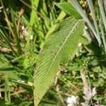 Persicaria campanulata Leaf