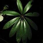 Cecropia sciadophylla 葉