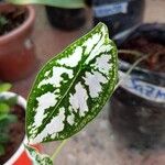 Caladium bicolorLeaf