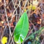 Exochorda × macrantha Leaf