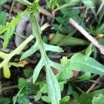 Diplotaxis muralis Leaf