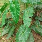 Philodendron acutatum Φύλλο