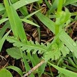 Senecio ampullaceus Leaf