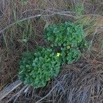 Oxalis megalorrhiza Costuma