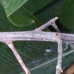 Ficus natalensis Bark