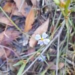Dampiera stricta Fleur